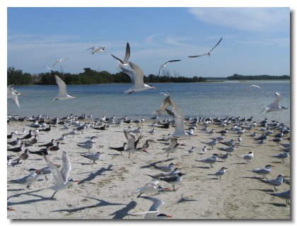 Florida 2006 (16)